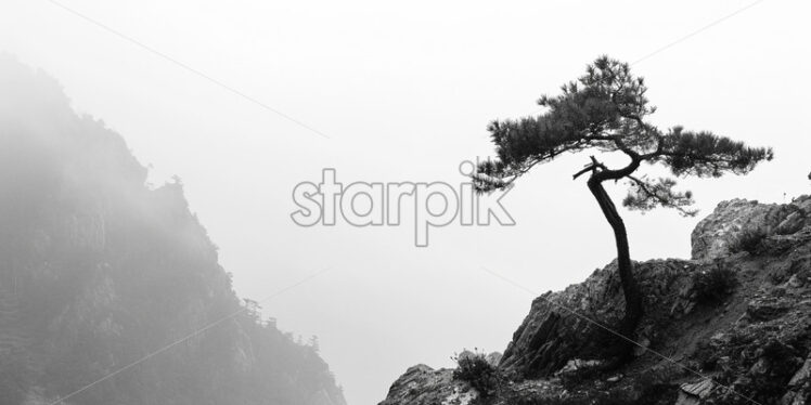 A pine tree on a mountain slope, black and white image - Starpik Stock