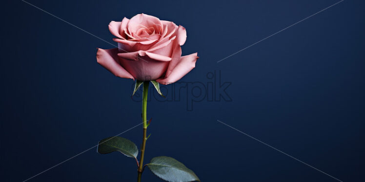 A pink rose on a dark blue background - Starpik Stock