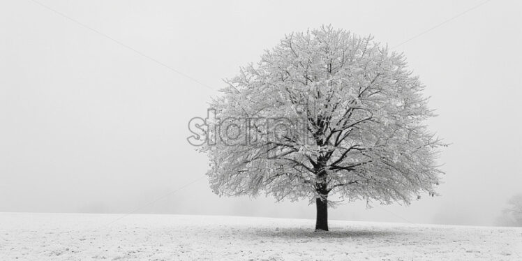 A tree on a plain alone in winter - Starpik Stock