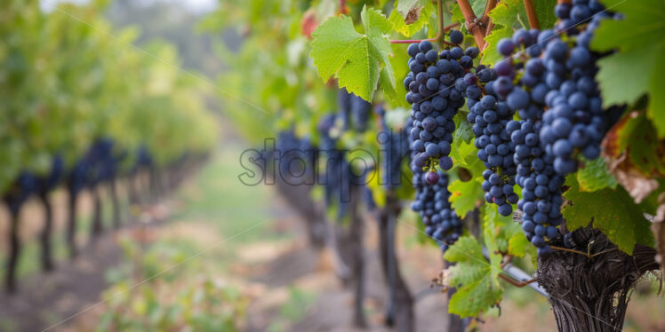 A vine vineyard with black grapes - Starpik Stock