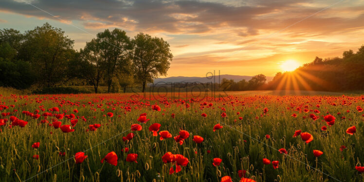 A wonderful field of poppies at sunrise - Starpik Stock