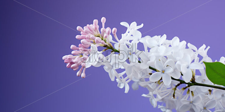 Beautiful white lilac flowers on a blurred background - Starpik Stock