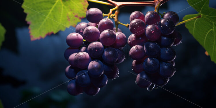 Delicious grapes on the vine - Starpik Stock