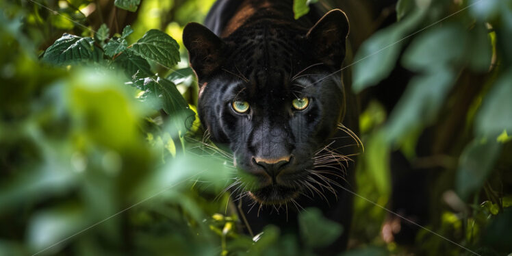 Elegant and agile panther prowling through the dense underbrush with stealth and grac - Starpik Stock