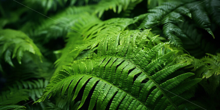 Enormous tropical fern unfolding its delicate fronds in a hidden corner of the jungle - Starpik Stock