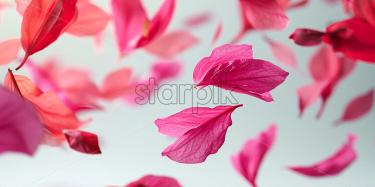 Falling fuchsia flower petals on a white background - Starpik Stock