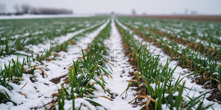 Green wheat that barely comes out of the ground in winter - Starpik Stock