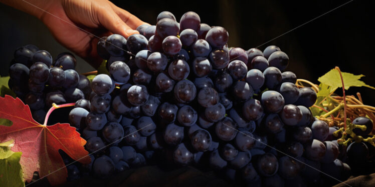 Harvesting of wine grapes. Harvest season - Starpik Stock