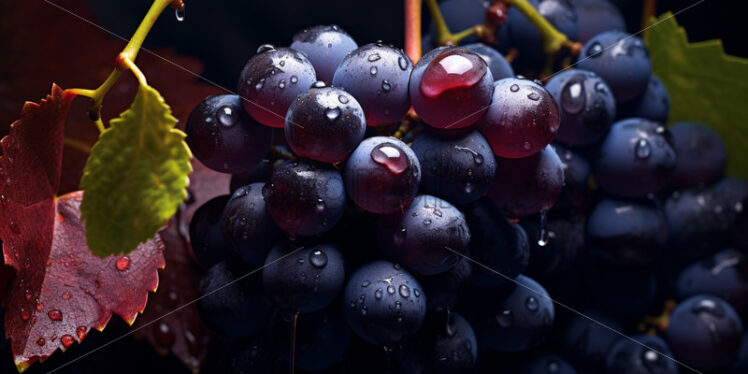 Harvesting of wine grapes. Harvest season - Starpik Stock