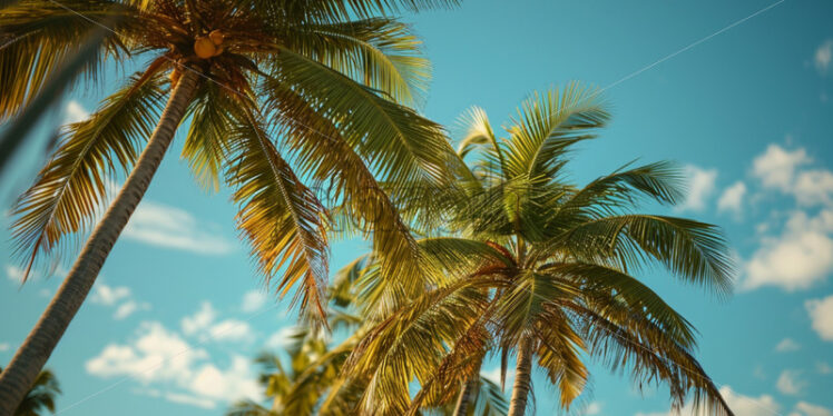 Palm trees swaying in the breeze - Starpik Stock