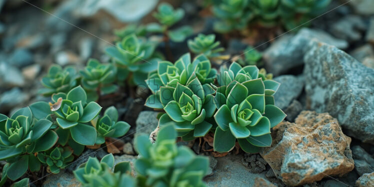 Succulents growing on stony ground - Starpik Stock