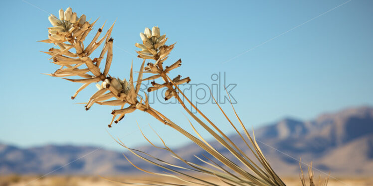 The Yucca plant, with its tall flowering stalk, standing against the desert backdrop - Starpik Stock