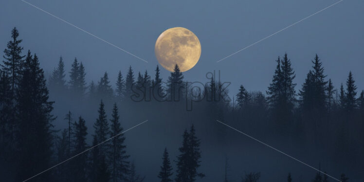 The full moon above a coniferous forest - Starpik Stock