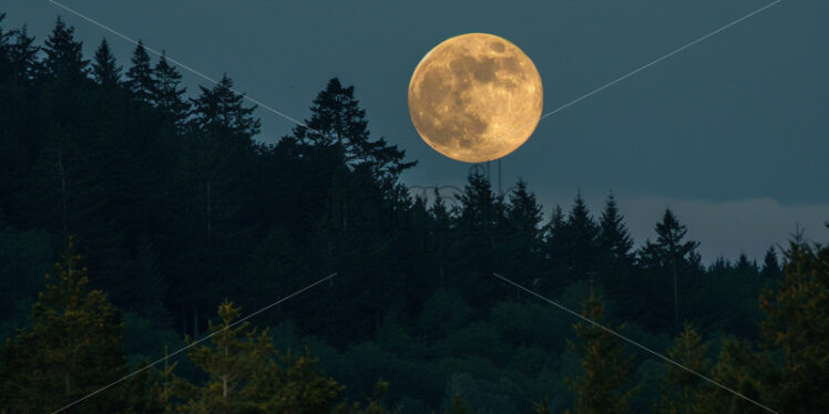 The full moon above a coniferous forest - Starpik Stock