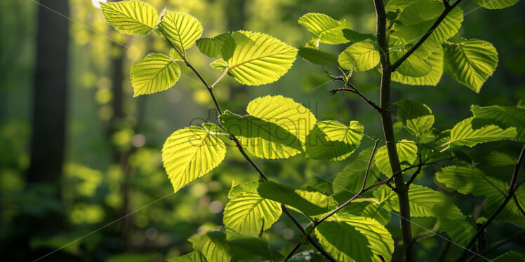 The play of sunlight filtering through the fresh, lime-green leaves of a young woodland - Starpik Stock