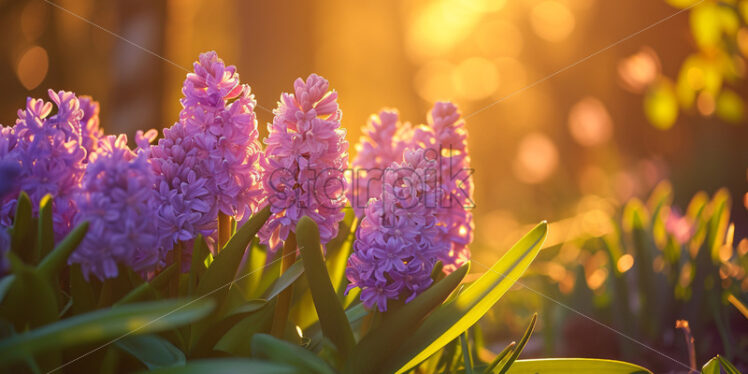 The sweet scent of freshly bloomed hyacinths wafting through the air - Starpik Stock