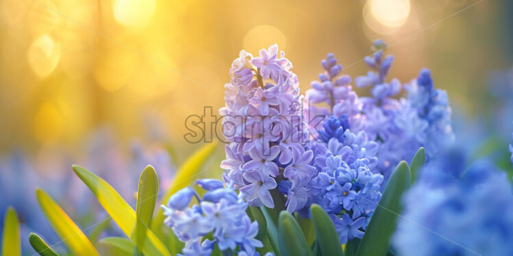 The sweet scent of freshly bloomed hyacinths wafting through the air - Starpik Stock