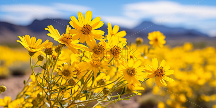 The vibrant and drought-resistant Brittlebush - Starpik Stock