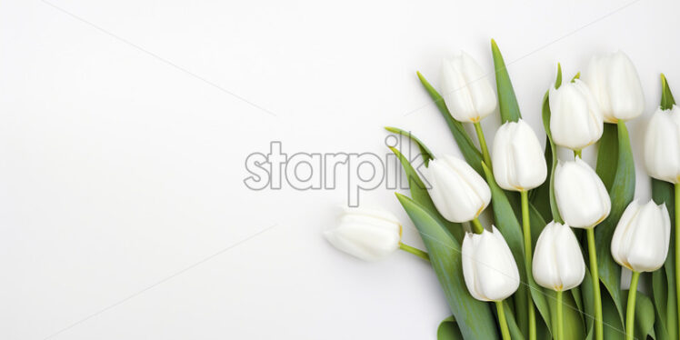 Top view white tulips on isolated white background. Mother's day concept - Starpik Stock