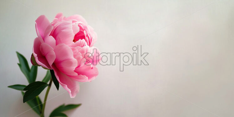 Valentine's Day postcard with one pink peony on white background - Starpik Stock