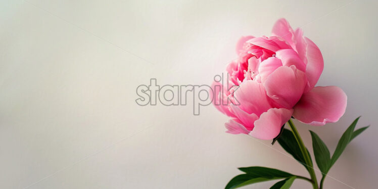 Valentine's Day postcard with one pink peony on white background - Starpik Stock