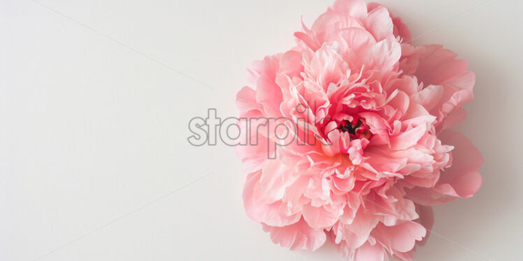 Valentine's Day postcard with one pink peony on white background - Starpik Stock