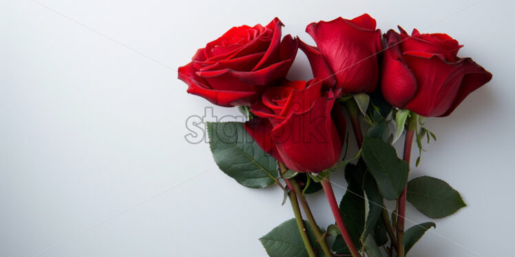 Valentines day card with red roses on white background - Starpik Stock