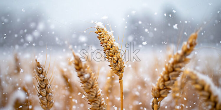 Wheat ripe but not threshed, in winter - Starpik Stock