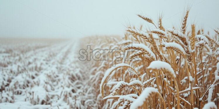 Wheat ripe but not threshed, in winter - Starpik Stock