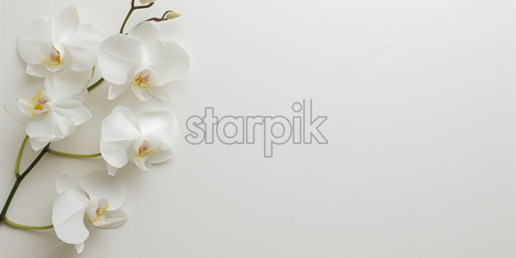 White blank surface, white orchid flowers - Starpik Stock