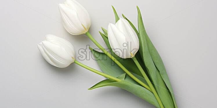 White tulips on isolated white background. Mother's day concept - Starpik Stock