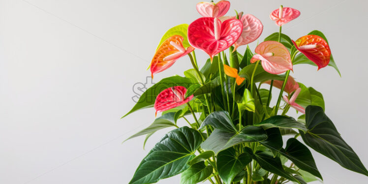 Anthurium plant in a pot on a white background - Starpik Stock