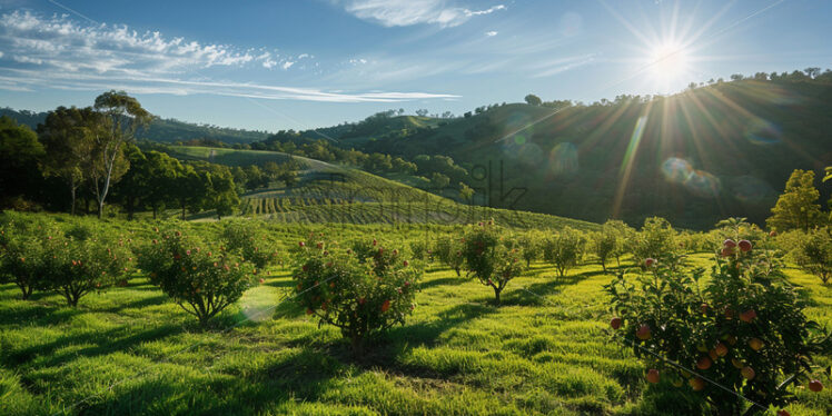 Apple trees in a field - Starpik Stock