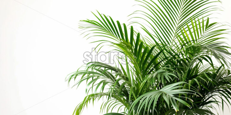 Areca Palm plant in a pot on a white background - Starpik Stock