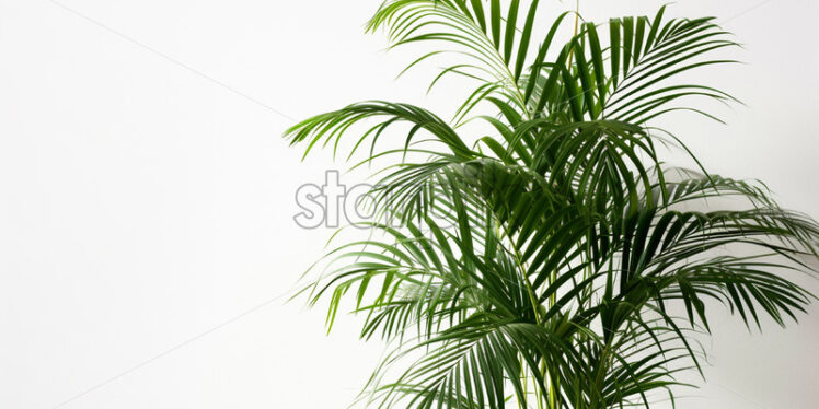 Areca Palm plant in a pot on a white background - Starpik Stock