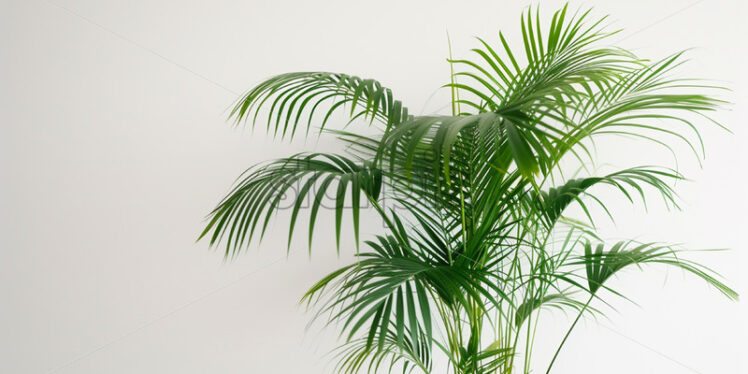 Areca Palm plant in a pot on a white background - Starpik Stock