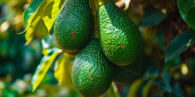 Avocado growing on the tree, close-up image - Starpik Stock