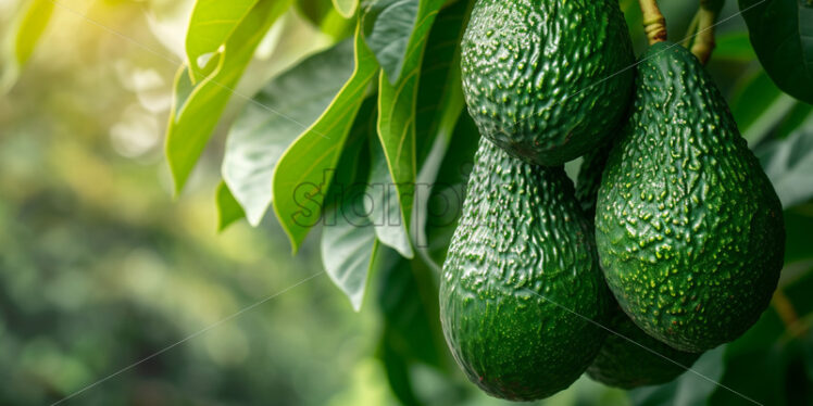 Avocado growing on the tree, close-up image - Starpik Stock