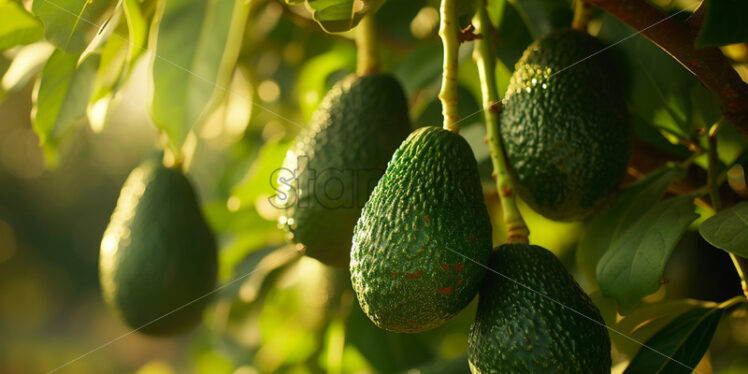 Avocado growing on the tree, close-up image - Starpik Stock