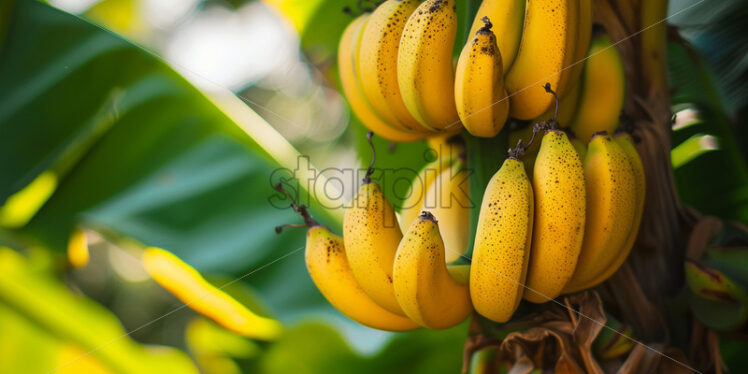 Bananas growing on the tree, close up - Starpik Stock