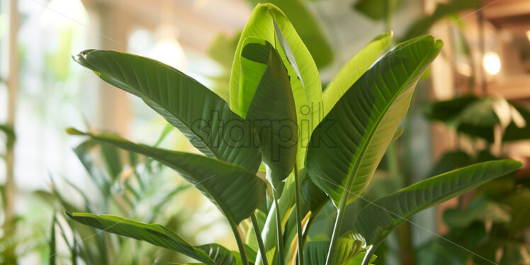 Bird of Paradise potted plant on white background - Starpik Stock