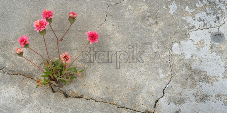 Flowers growing in the cracks of a wall - Starpik Stock