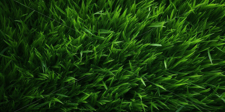 Green fresh grass background - Starpik Stock