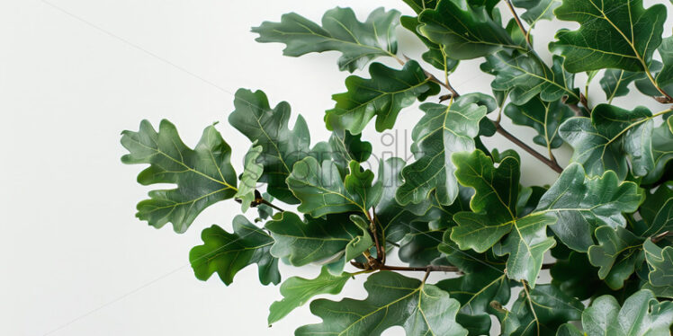 Green oak leaves on a white background - Starpik Stock