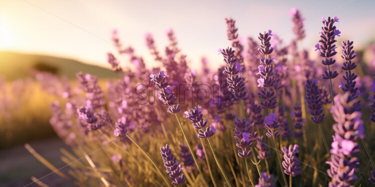 Lavender flowers at sunset background - Starpik Stock