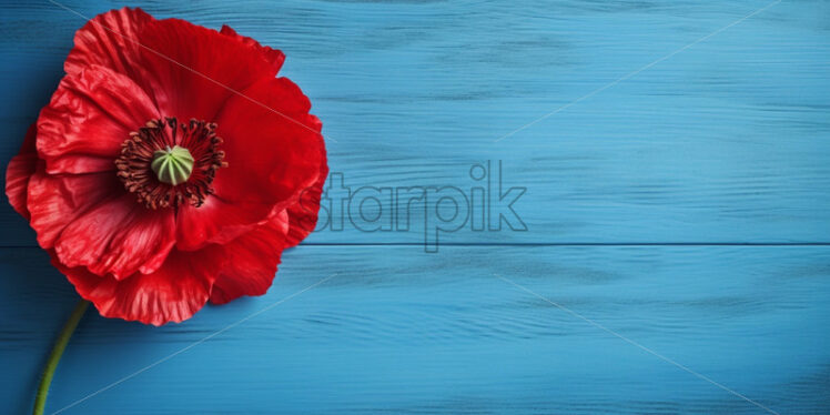 Poppy flower on blue wooden background - Starpik Stock