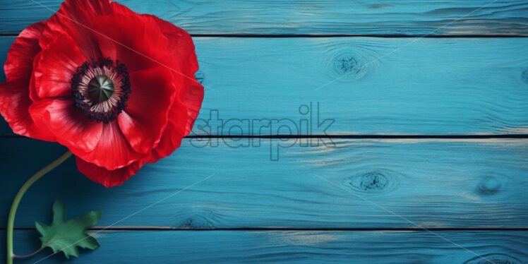 Poppy flower on blue wooden background - Starpik Stock