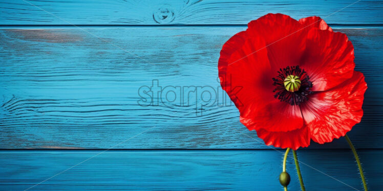 Poppy flower on blue wooden background - Starpik Stock