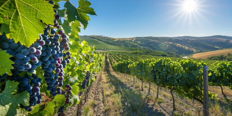 Ripe grapes in a field - Starpik Stock