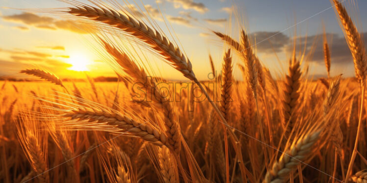 Wheat on blue sky background - Starpik Stock